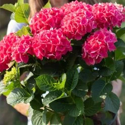 Everlasting® Crimson Ruby Hydrangea Shrub -Garden Plant Store Everlasting Crimson Ruby 4