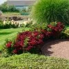 Everlasting® Crimson Ruby Hydrangea Shrub -Garden Plant Store Everlasting Crimson Ruby FGT 600x600 c96daa38 25e0 4479 82e2 43e6cd49daaf