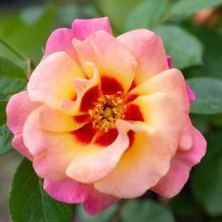 Eyeconic® Mango Lemonade Rose 7 Eyeconic® Mango Lemonade Rose -Garden Plant Store Eyeconic Mango Lemonade 1
