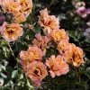 Eyeconic® Mango Lemonade Rose -Garden Plant Store Eyeconic Mango Lemonade FGT 600x600 a07d1777 4205 436b b693 30934f6283f0