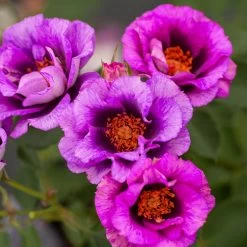 Eyeconic® Plum Lemonade Rose 9 Eyeconic® Plum Lemonade Rose -Garden Plant Store Eyeconic Plum Lemonade Rose 2