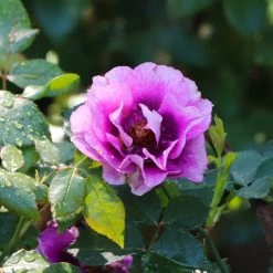 Eyeconic® Plum Lemonade Rose 8 Eyeconic® Plum Lemonade Rose -Garden Plant Store Eyeconic Plum Lemonade Rose 4
