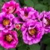 Eyeconic® Plum Lemonade Rose -Garden Plant Store Eyeconic Plum Lemonade Rose FGT 600x600 dbdd4acb 9c12 4137 a856 b68915f6acfd