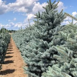 Fat Albert Colorado Blue Spruce -Garden Plant Store Fat albert Blue Spruce 5