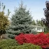 Fat Albert Colorado Blue Spruce -Garden Plant Store Fat albert Blue Spruce FGT 600x600 2967f4b7 777d 4dcb 9133 7fce04685aca