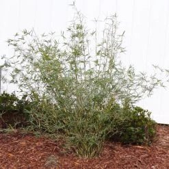 Fernleaf Bamboo -Garden Plant Store FernleafMultiplexBamboo 1