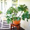 Fignomenal Fig Tree -Garden Plant Store Fignominal Fig FGT 600x600 6f1c4f51 2c51 4e22 8351 3e386eb4b02e