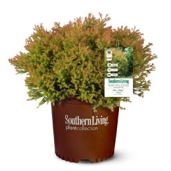Fire Chief™ Thuja Shrub 11 Fire Chief™ Thuja Shrub -Garden Plant Store Fire Chief Arborvitae 5
