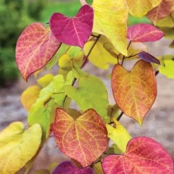 Flame Thrower® Redbud Tree -Garden Plant Store Flame Thrower Redbud 3