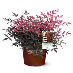 Flirt™ Nandina Shrub -Garden Plant Store Flirt Nandina 5