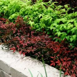 Flirt™ Nandina Shrub -Garden Plant Store Flirt Nandina BB 2
