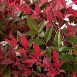 Flirt™ Nandina Shrub -Garden Plant Store Flirt Nandina FGT 6