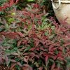 Flirt™ Nandina Shrub 1 Flirt™ Nandina Shrub -Garden Plant Store Flirt Nandina FGT 600x600 c6f1b96c ea7c 42fb ad5c 9b651418a0af