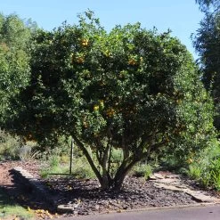 Hardy Orange Tree 'Flying Dragon' -Garden Plant Store Flying Dragon Trifoliate orange 11 FGT