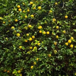 Hardy Orange Tree 'Flying Dragon' -Garden Plant Store Flying Dragon Trifoliate orange 2