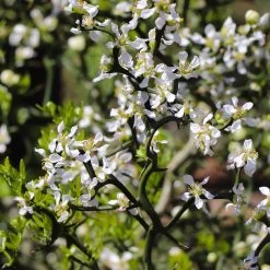 Hardy Orange Tree 'Flying Dragon' -Garden Plant Store Flying Dragon Trifoliate orange 3 FGT