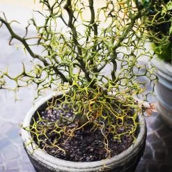 Hardy Orange Tree 'Flying Dragon' -Garden Plant Store Flying Dragon Trifoliate orange 7