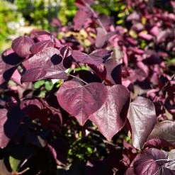 Forest Pansy Redbud -Garden Plant Store Forest Pansy Redbud 1