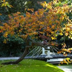 Forest Pansy Redbud -Garden Plant Store Forest Pansy Redbud 2