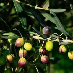 Frantoio Olive Tree -Garden Plant Store Frantoio Olive 2 BB