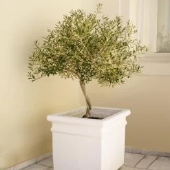 Frantoio Olive Tree -Garden Plant Store Frantoio Olive FGT