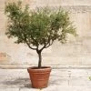 Frantoio Olive Tree -Garden Plant Store Frantoio Olive FGT 600x600 ae78b264 02f3 4f9c a62c 4757ae262c9c