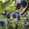 French Prune Tree -Garden Plant Store French Prune Plum 3 600x600 a3c97408 0735 4967 8350 f98df95f31c7