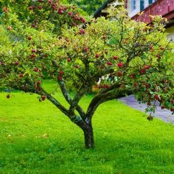 Fuji Apple Tree - USDA Organic -Garden Plant Store Fuji Apple 6