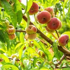 Galaxy Peach Tree -Garden Plant Store Galaxy Peach Tree 3