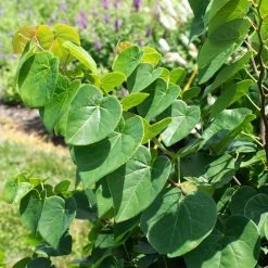 Garden Gems® Emerald Redbud Tree 8 Garden Gems® Emerald Redbud Tree -Garden Plant Store Garden Gems Emerald 1