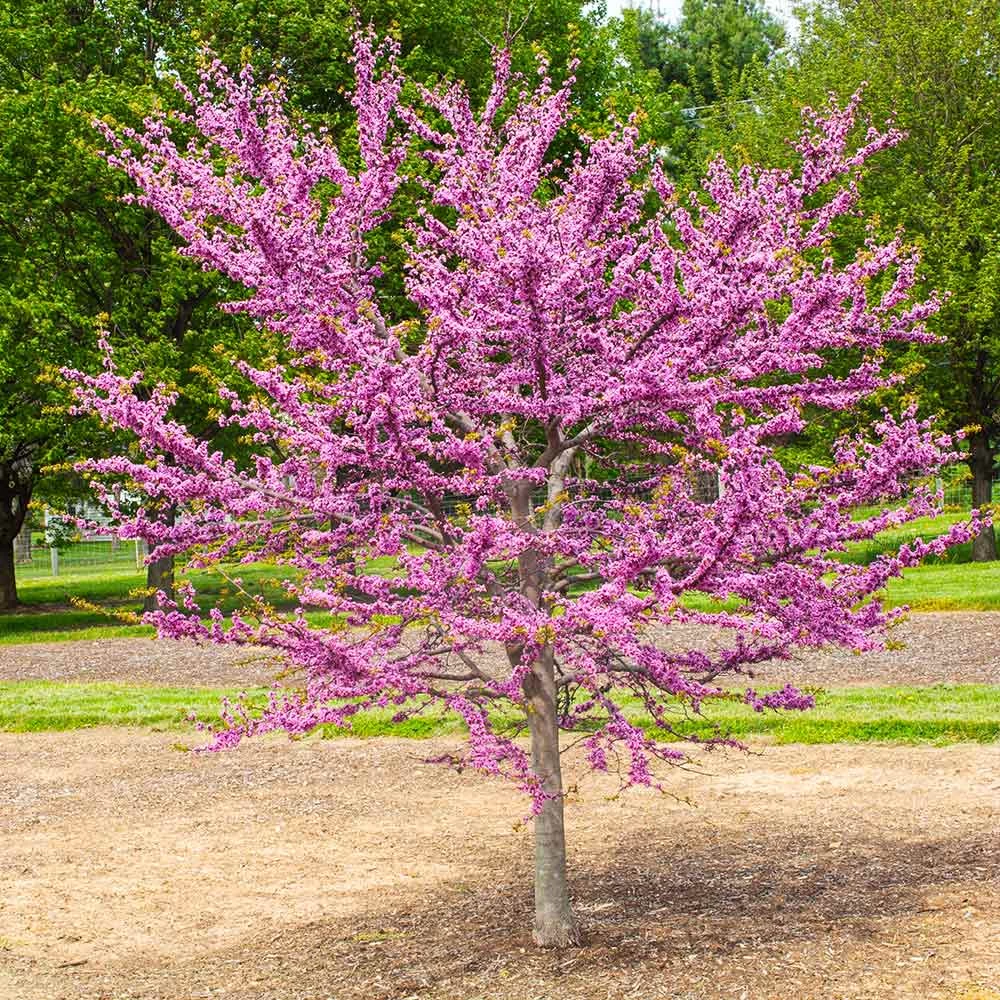 Garden Gems® Emerald Redbud Tree 4 Garden Gems® Emerald Redbud Tree - Image 2