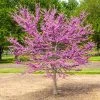 Garden Gems® Emerald Redbud Tree -Garden Plant Store Garden Gems Emerald FGT 600x600 d1ef7a36 461c 405e b528 c0ebf54f8deb