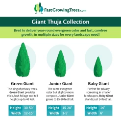 Junior Giant Thuja Tree -Garden Plant Store GiantThujaCollectionGraphic 46da212d 75c4 4b15 9d43 0f7dc11664cd