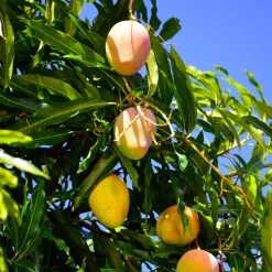 Salsa Kit 11 Salsa Kit -Garden Plant Store Glenn Mango 6