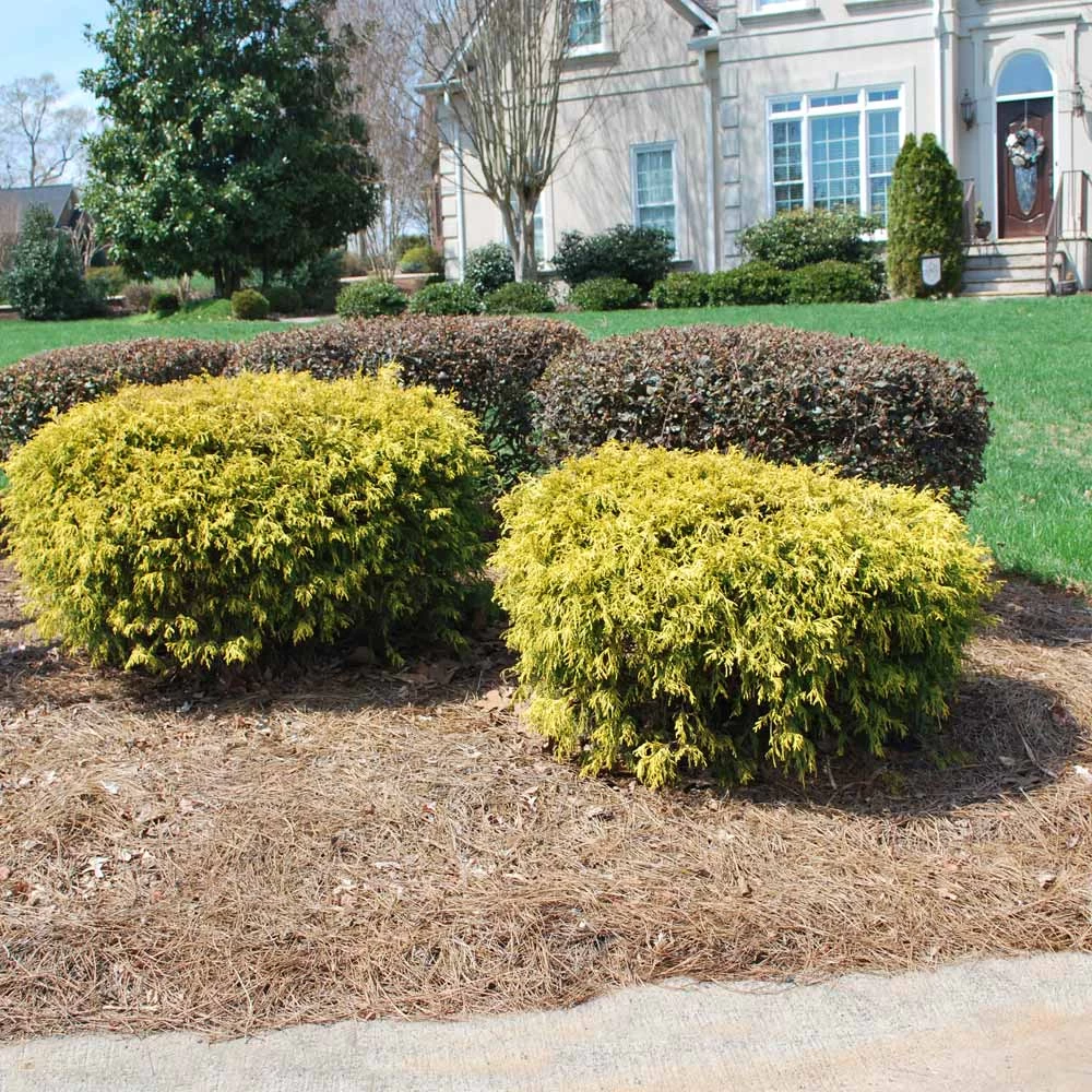 Gold Mop Cypress 5 Gold Mop Cypress - Image 3