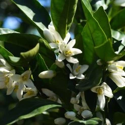 Gold Nugget Mandarin Tree 11 Gold Nugget Mandarin Tree -Garden Plant Store Gold Nugget Manderine Tree 6