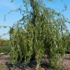 Golden Curls' Corkscrew Willow 13 Golden Curls' Corkscrew Willow -Garden Plant Store Golden Curls Willow 1