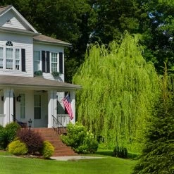 Golden Curls' Corkscrew Willow 10 Golden Curls' Corkscrew Willow -Garden Plant Store Golden Curls Willow 4