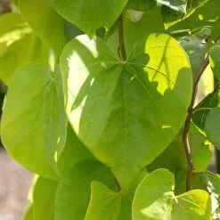 Golden Falls® Redbud Tree -Garden Plant Store Golden Falls Redbud 2