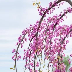 Golden Falls® Redbud Tree -Garden Plant Store Golden Falls Redbud 3
