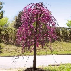 Golden Falls® Redbud Tree -Garden Plant Store Golden Falls Redbud 4