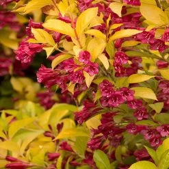 Golden Jackpot® Weigela Shrub -Garden Plant Store Golden jackpot Weigela 2