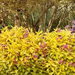 Golden Jackpot® Weigela Shrub -Garden Plant Store Golden jackpot Weigela 3