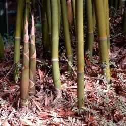 Graceful Bamboo -Garden Plant Store Graceful Bamboo 3 FGT