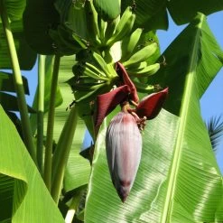 Grand Nain 'Naine' Banana Tree -Garden Plant Store Grand Naine Nain Banana 6