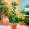 Tangy Green Columnar Apple Tree -Garden Plant Store Green Columnar Apple FG 600x600 aa70b0ea f911 4e52 a020 dc872cd7860c