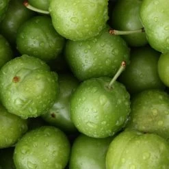 Green Gage Plum -Garden Plant Store Green Gage Plum 4