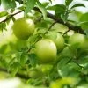 Green Gage Plum -Garden Plant Store Green Gage Plum 600x600 f3677a03 8f2c 4aed a91d 6b51be46e619