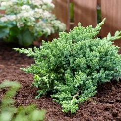 Green Mound Juniper -Garden Plant Store Green Mound Juniper 3 FGT