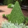 Green Mountain Boxwood Shrub -Garden Plant Store Green Mountain Boxwood FTG 600x600 3a2040a9 99c9 4feb 877a 60d667b84286
